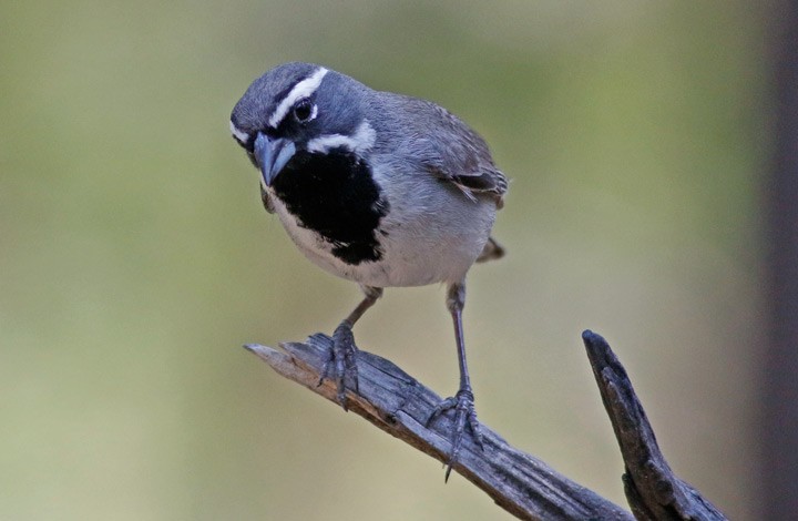Black-throated Sparrow - Kris Petersen