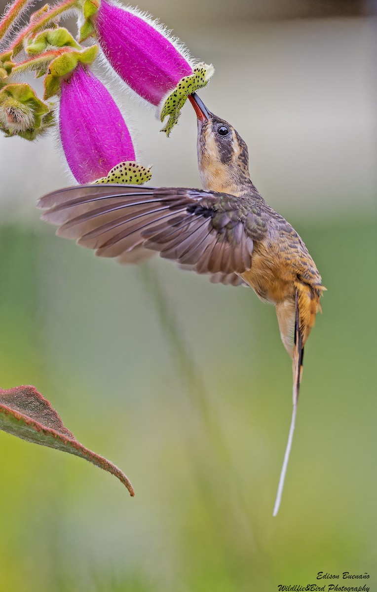kolibřík dlouhoocasý - ML620269176