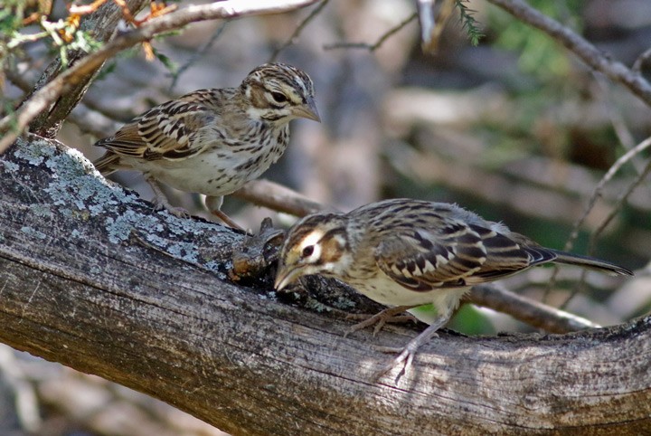 Lark Sparrow - Kris Petersen