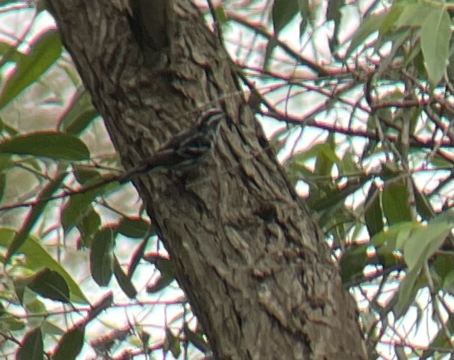 Black-and-white Warbler - ML620269184