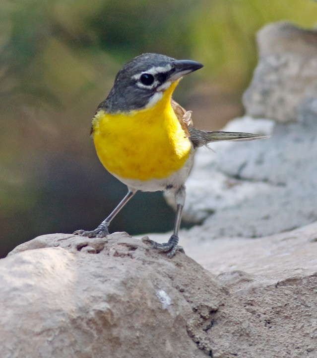 Yellow-breasted Chat - ML620269185