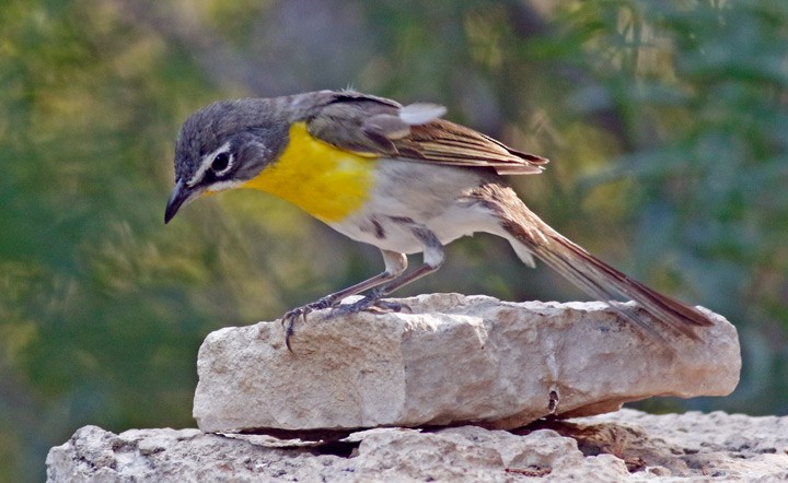 Yellow-breasted Chat - ML620269186