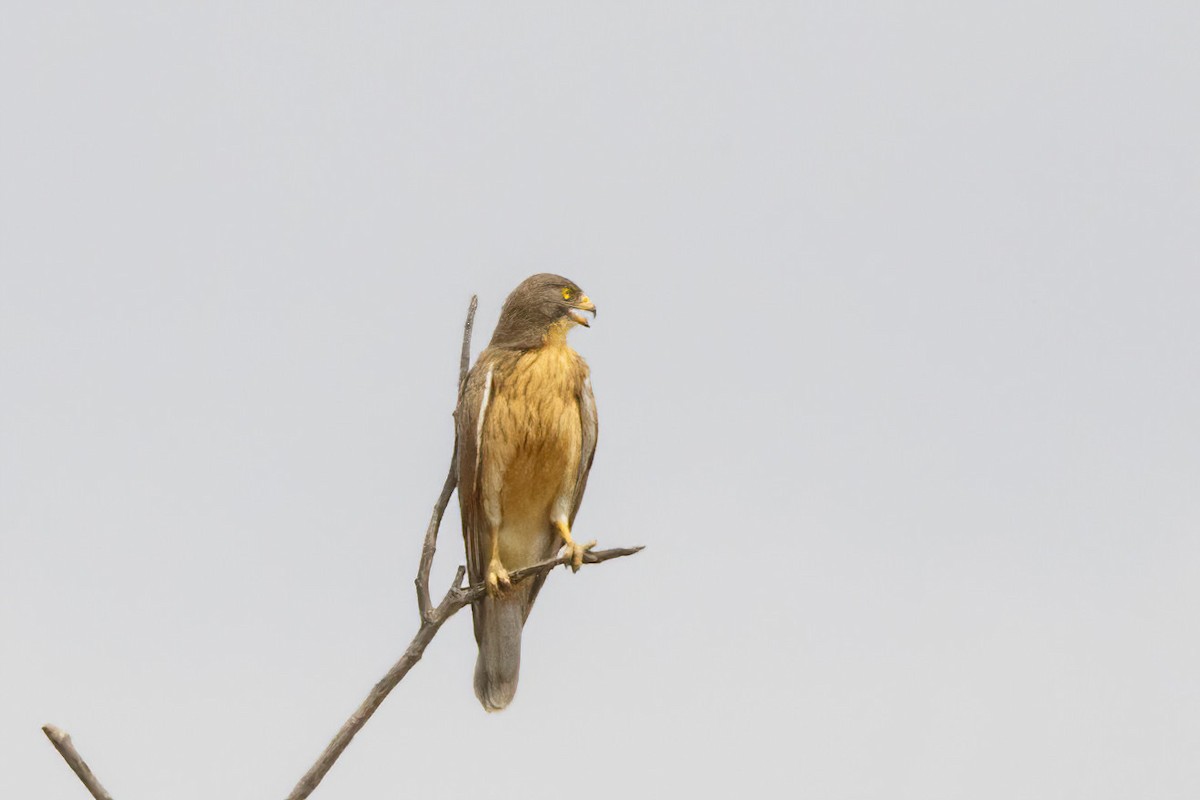 Grasshopper Buzzard - ML620269188