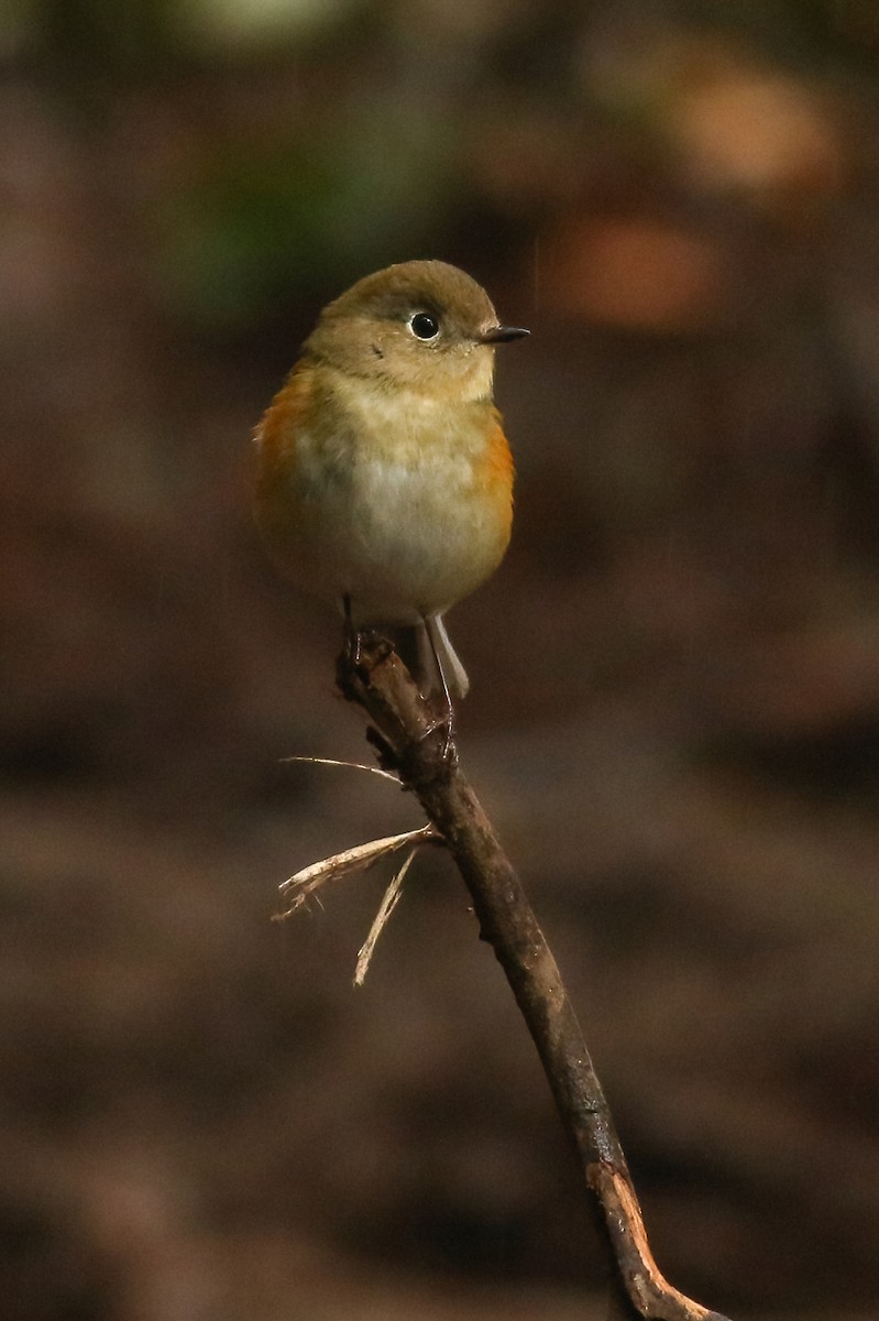 Red-flanked Bluetail - ML620269190
