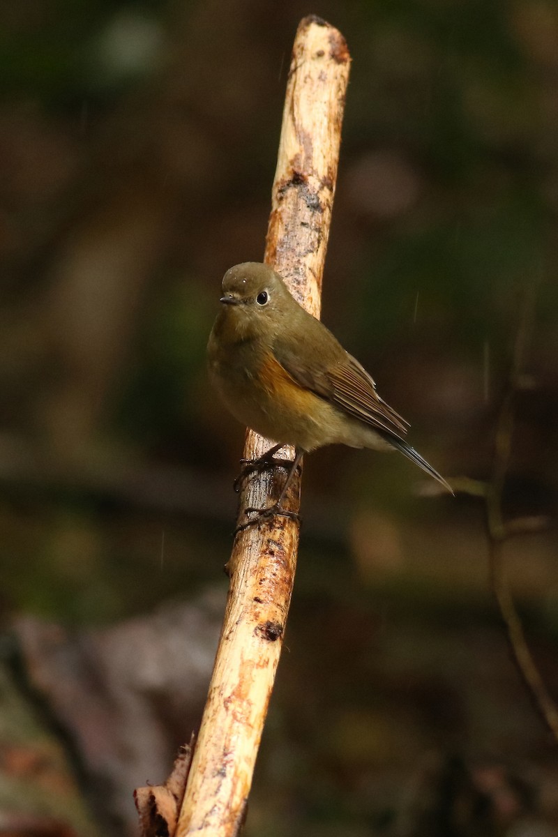 Red-flanked Bluetail - ML620269191