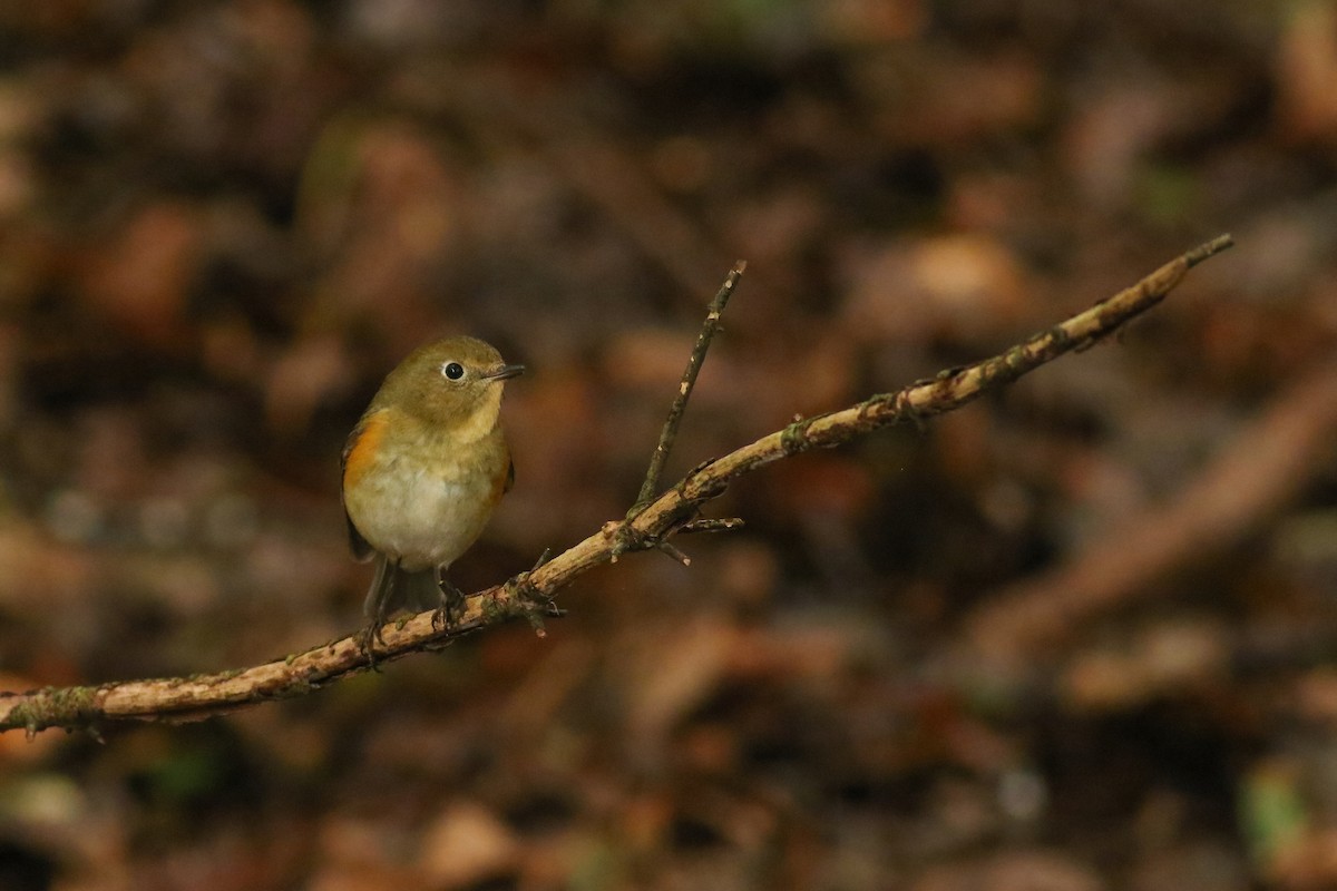 Red-flanked Bluetail - ML620269193