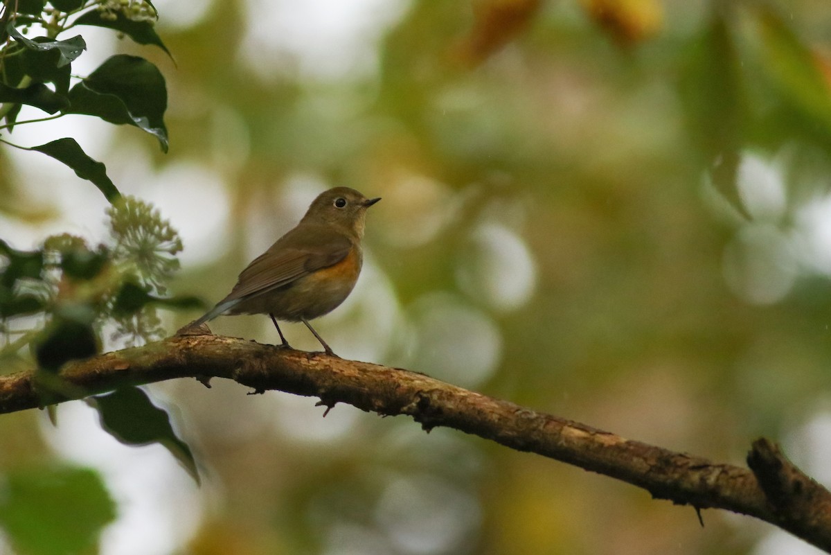 Red-flanked Bluetail - ML620269194