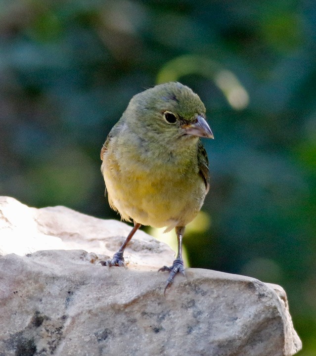 Painted Bunting - ML620269199