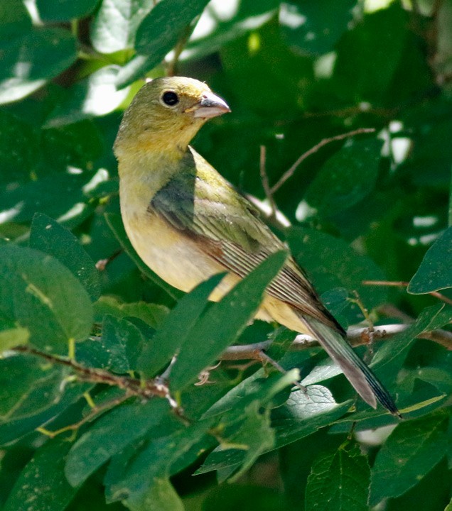 Painted Bunting - ML620269200