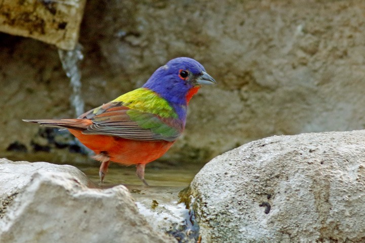 Painted Bunting - ML620269202