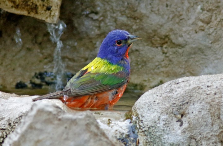 Painted Bunting - ML620269203