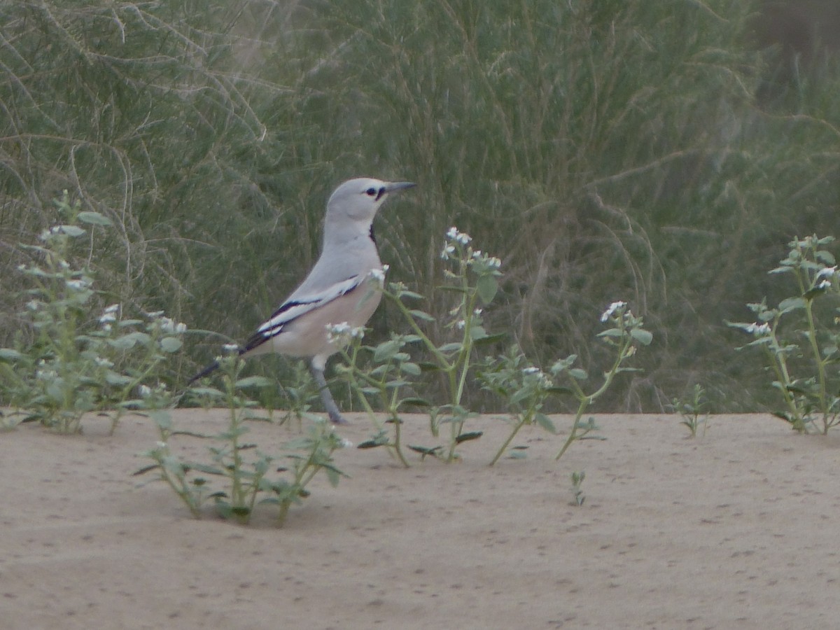 Arrendajo Terrestre del Turquestán - ML620269206