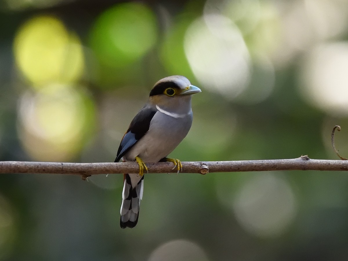 Silver-breasted Broadbill - ML620269212