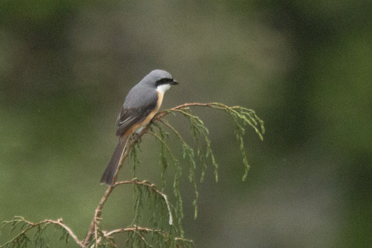 Gray-backed Shrike - ML620269228