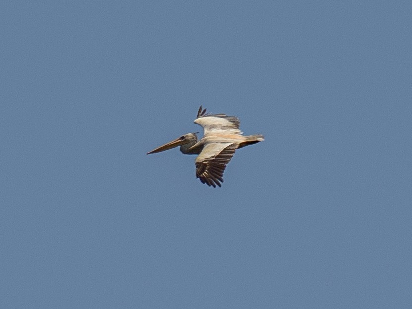 Great White Pelican - ML620269229