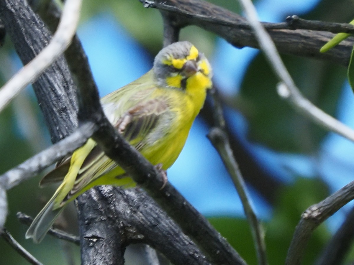 Yellow-fronted Canary - ML620269230