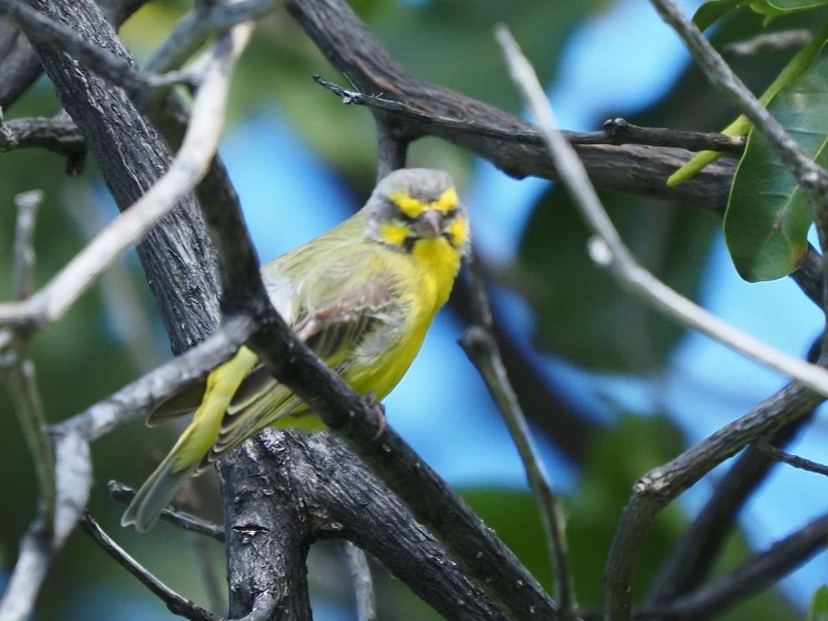 Yellow-fronted Canary - ML620269231