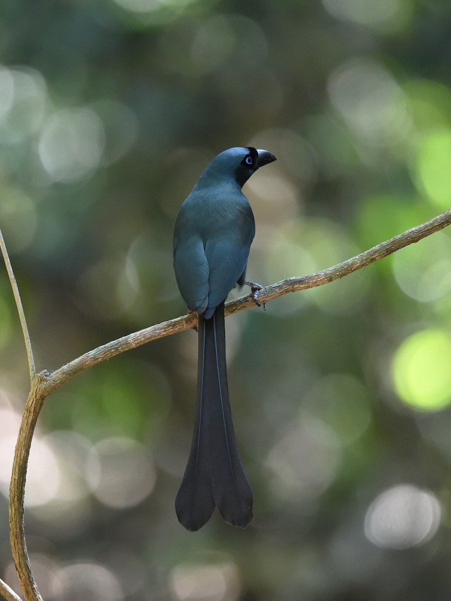 Racket-tailed Treepie - ML620269232