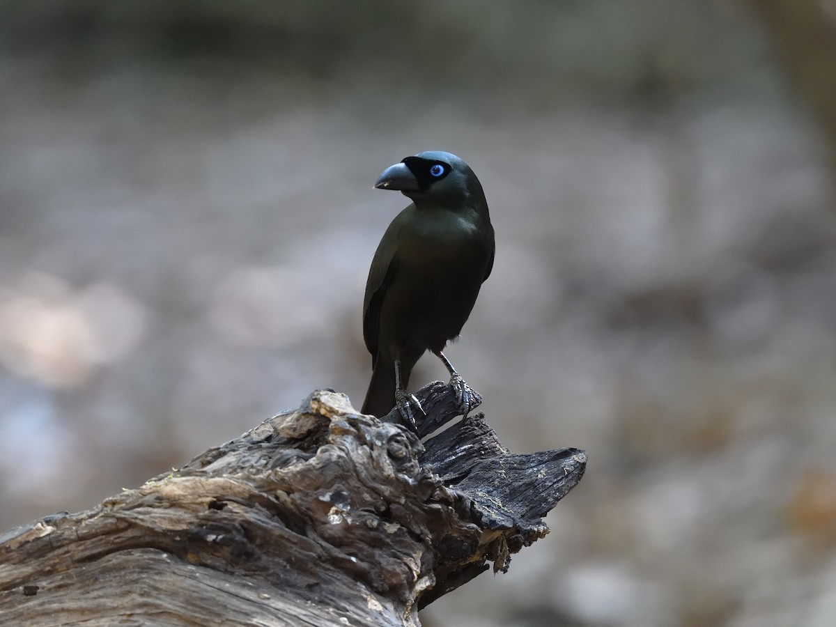 Racket-tailed Treepie - ML620269233