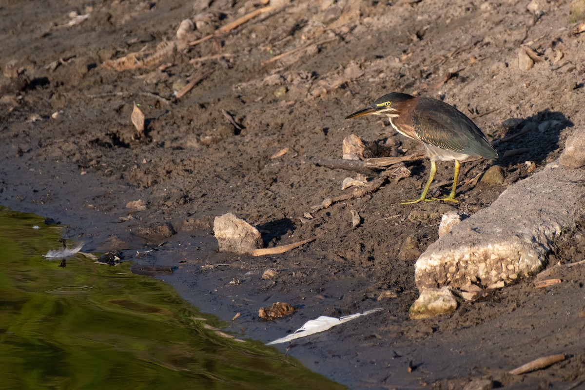 Green Heron - ML620269235