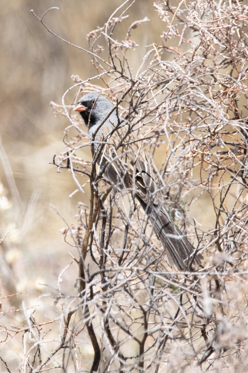 Black-chinned Sparrow - ML620269236