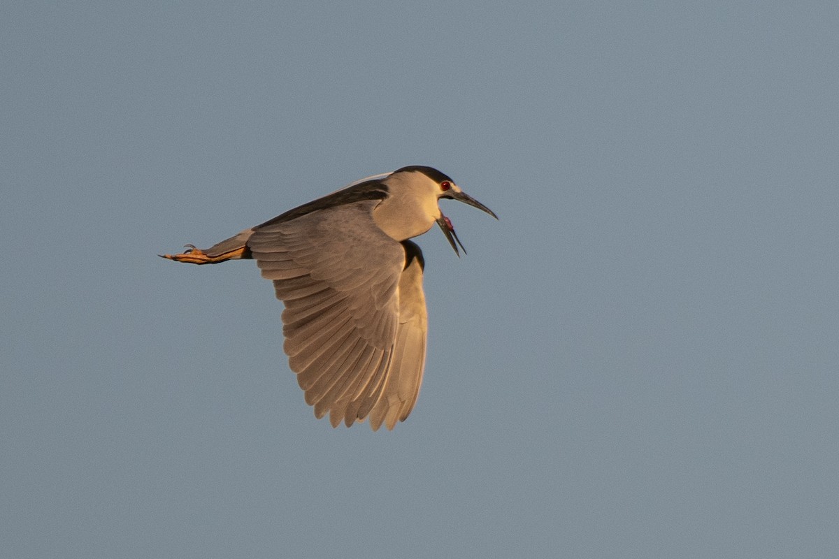 Black-crowned Night Heron - ML620269238