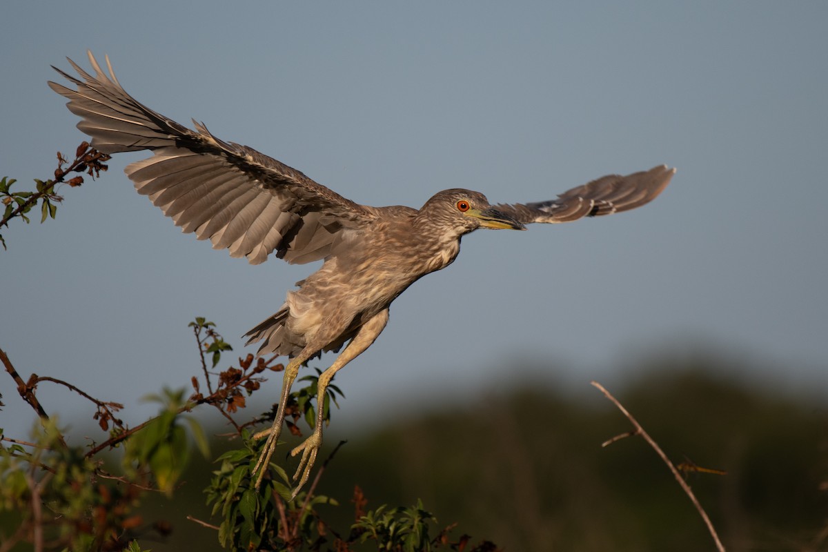 Black-crowned Night Heron - ML620269239