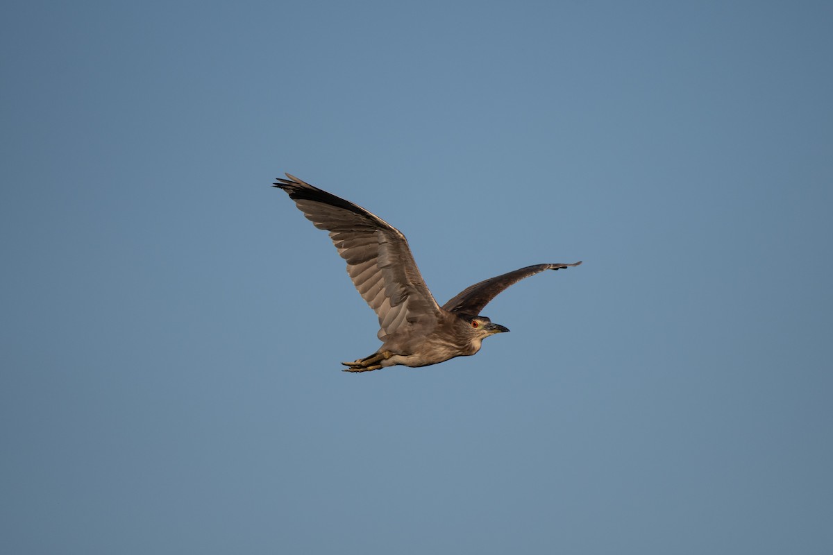 Black-crowned Night Heron - ML620269240