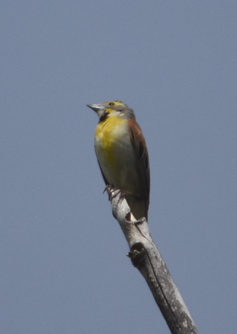 Dickcissel d'Amérique - ML620269243