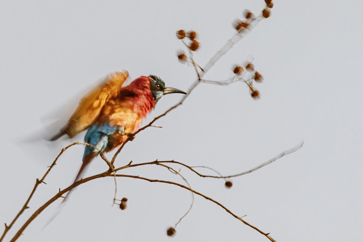 Northern Carmine Bee-eater - ML620269250