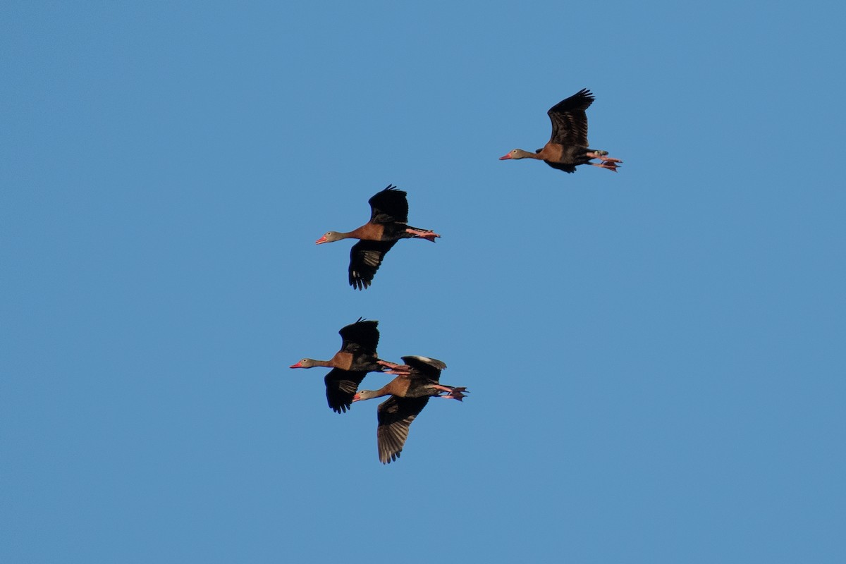 Black-bellied Whistling-Duck - ML620269251