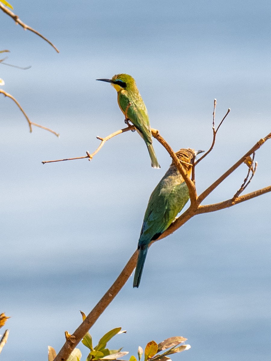 White-fronted Bee-eater - ML620269252