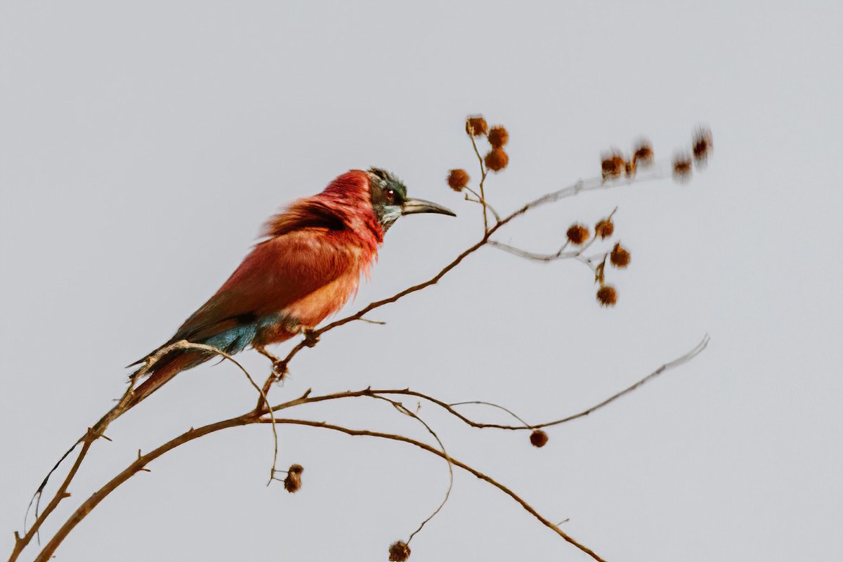 Northern Carmine Bee-eater - ML620269253