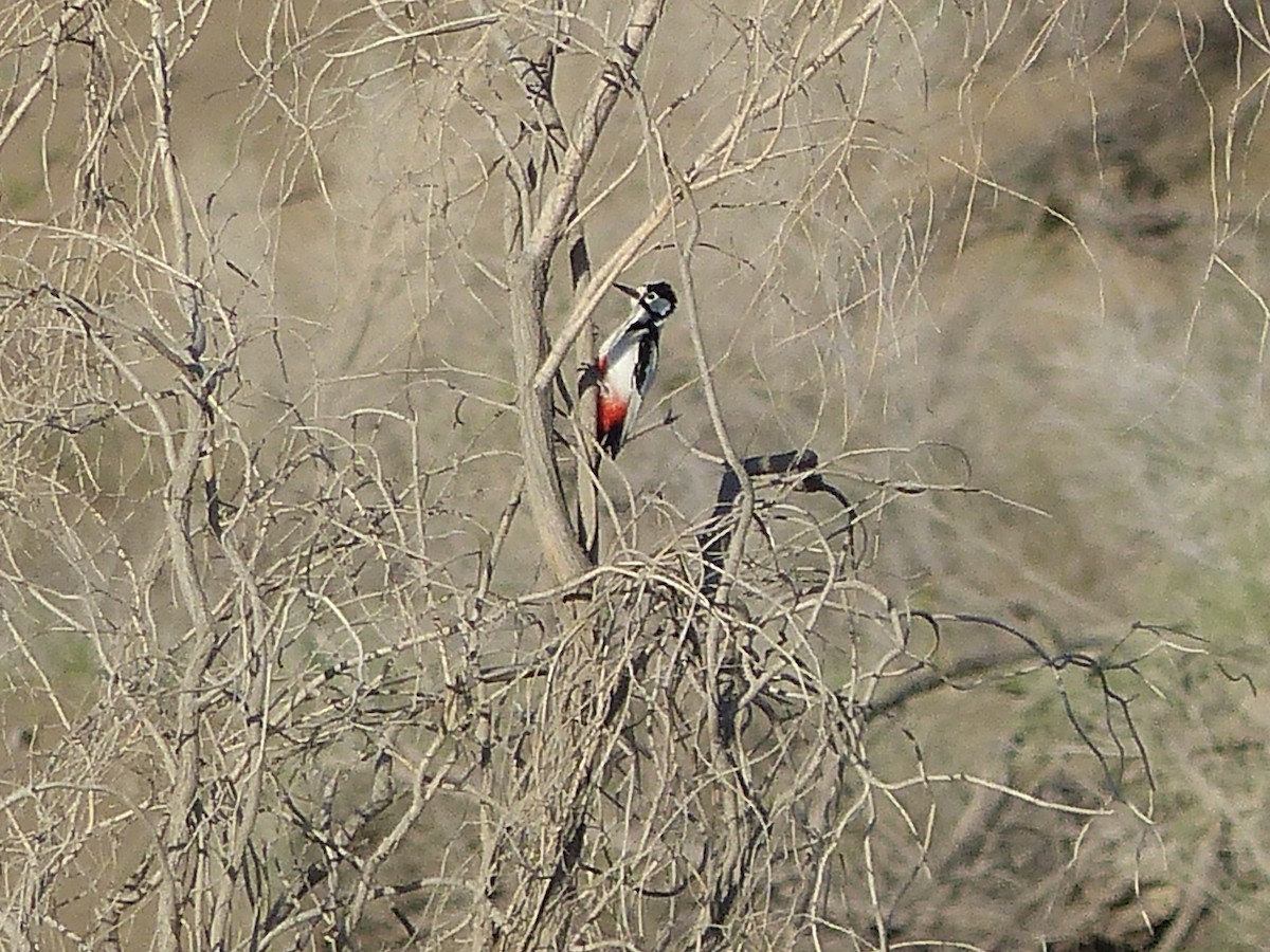 White-winged Woodpecker - ML620269255
