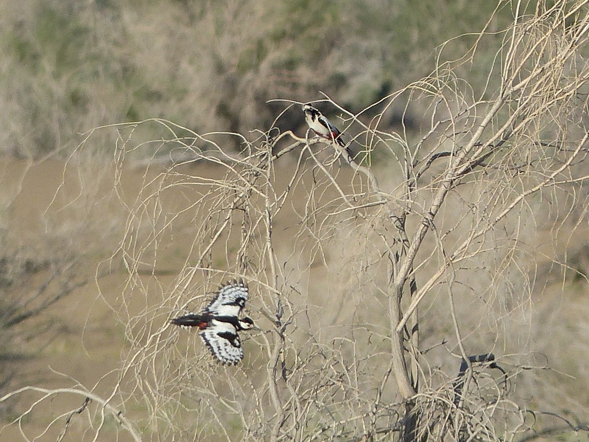 White-winged Woodpecker - ML620269256