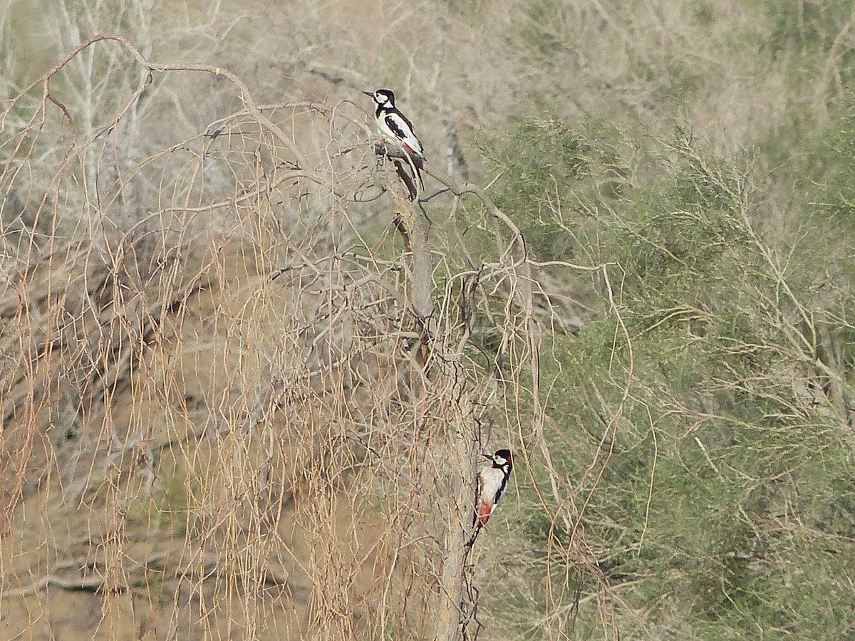 White-winged Woodpecker - ML620269257