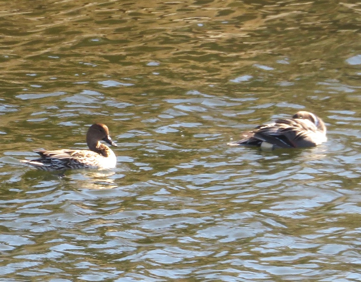 Northern Pintail - ML620269260