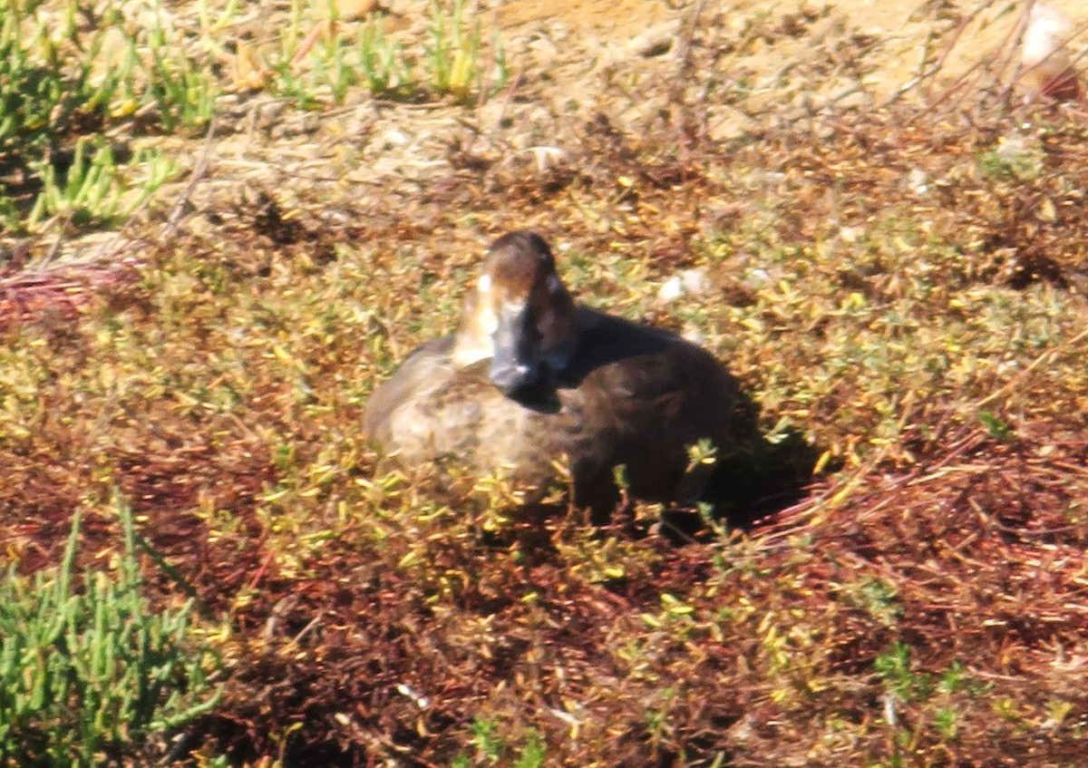 Ring-necked Duck - ML620269263