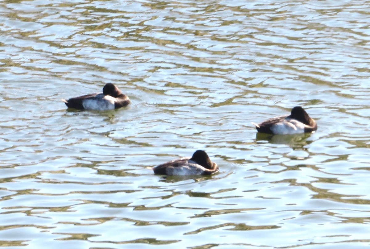 Lesser Scaup - ML620269272