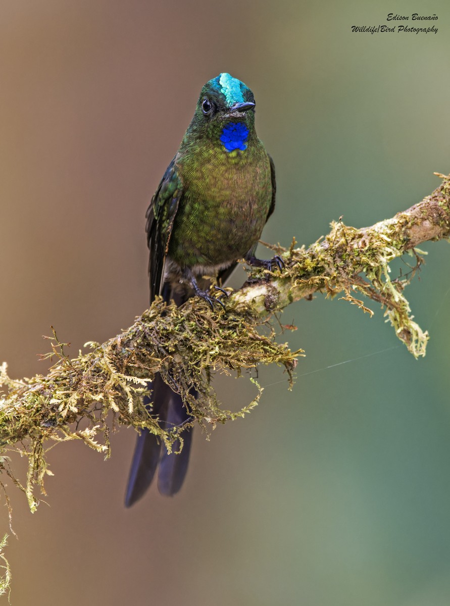 Violet-tailed Sylph - ML620269276