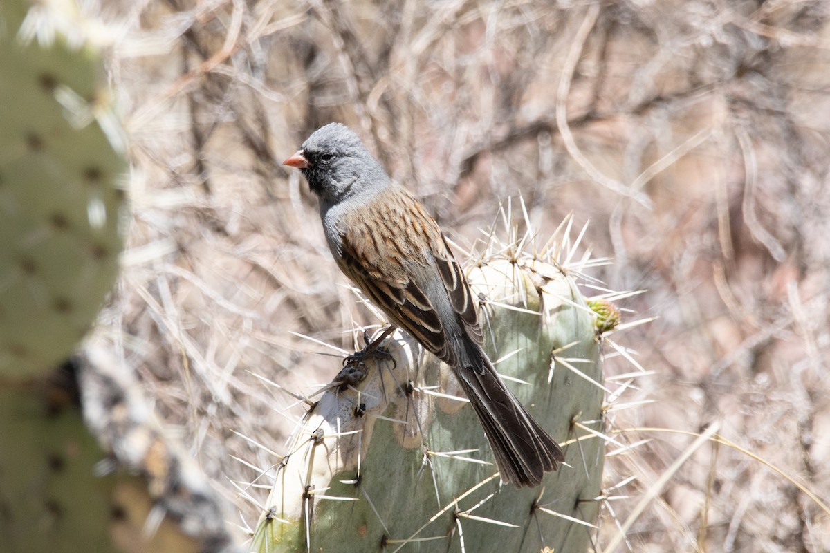 Black-chinned Sparrow - ML620269277