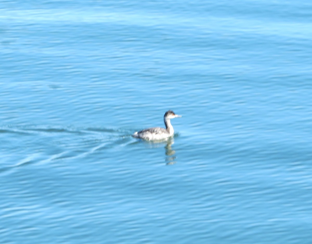 Western Grebe - ML620269280