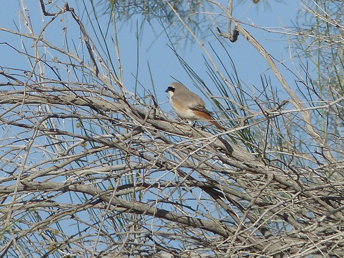 Red-tailed Shrike - ML620269287