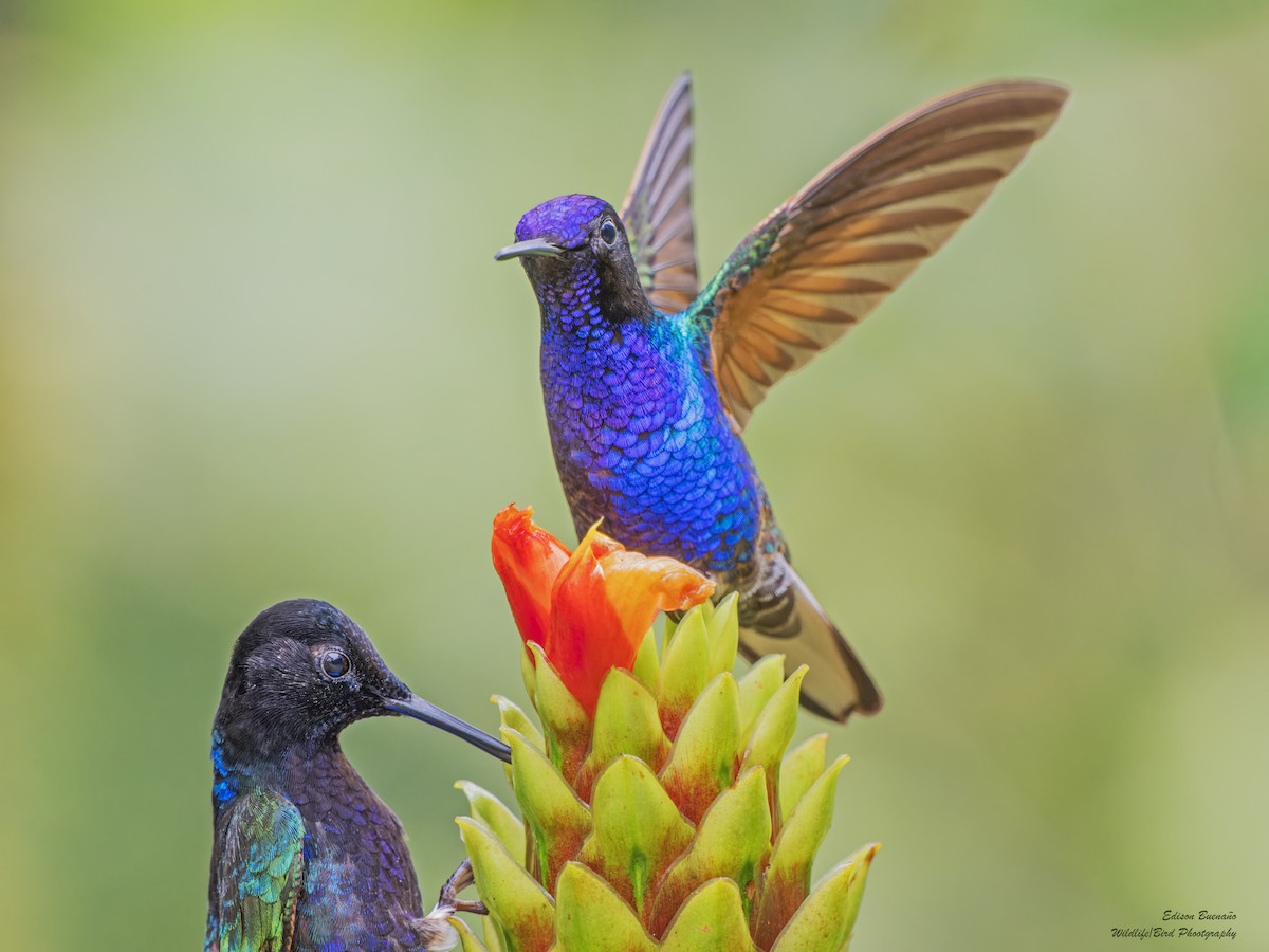 kolibřík hyacintový - ML620269288