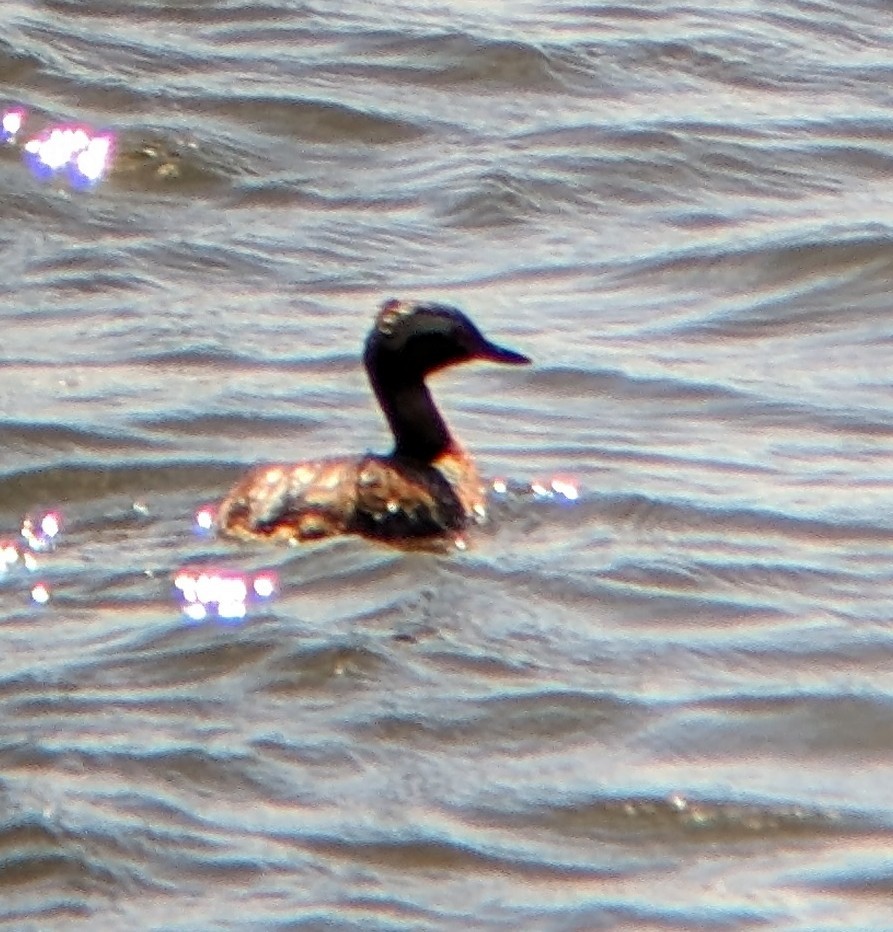 Horned Grebe - ML620269291