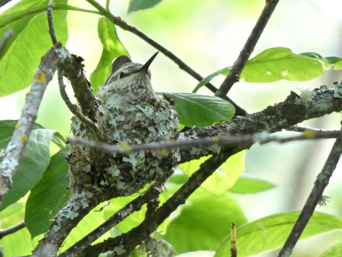 Colibrí de Anna - ML620269300