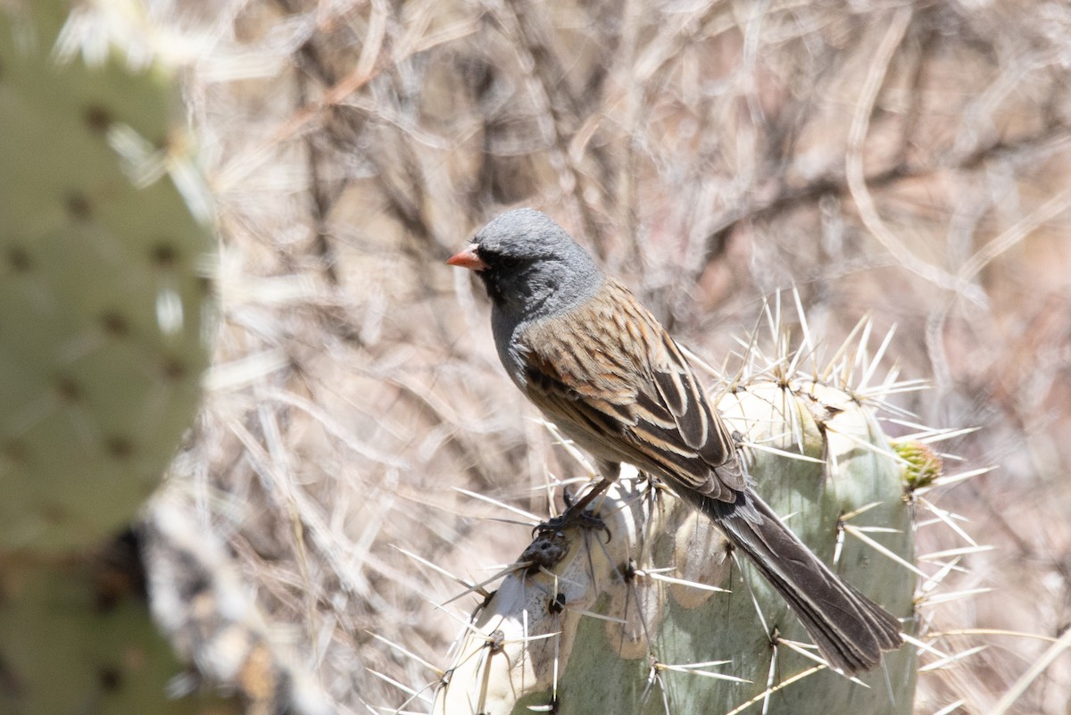 Black-chinned Sparrow - ML620269308