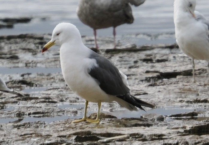 Black-tailed Gull - ML620269314