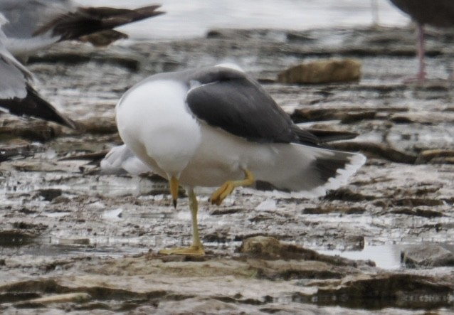 Black-tailed Gull - ML620269315