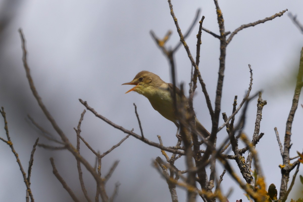 Melodious Warbler - ML620269318